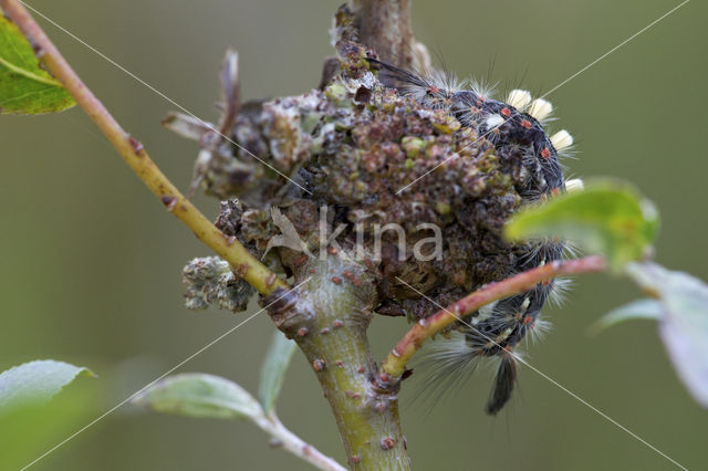 The Vapourer (Orgyia antiqua)