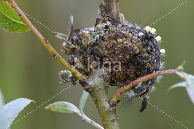 The Vapourer (Orgyia antiqua)