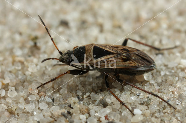 Xanthochilus quadratus