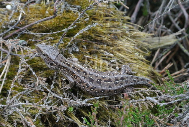 Zandhagedis (Lacerta agilis)