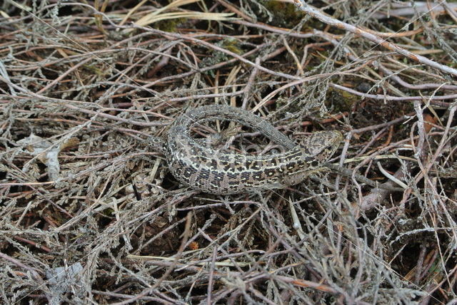 Sand Lizard (Lacerta agilis)