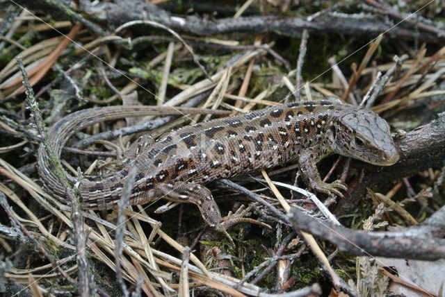 Zandhagedis (Lacerta agilis)