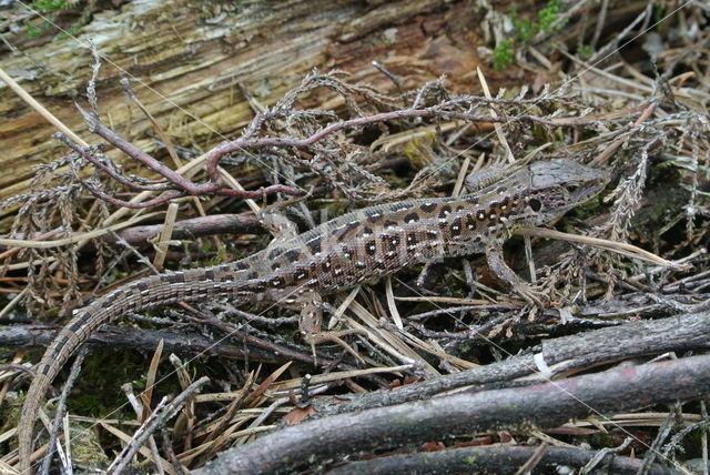 Zandhagedis (Lacerta agilis)