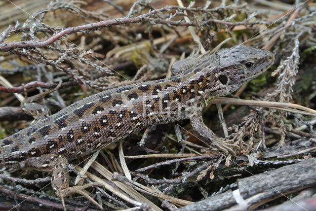 Zandhagedis (Lacerta agilis)