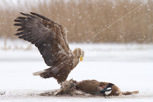 Zeearend (Haliaeetus albicilla groenlandicus)