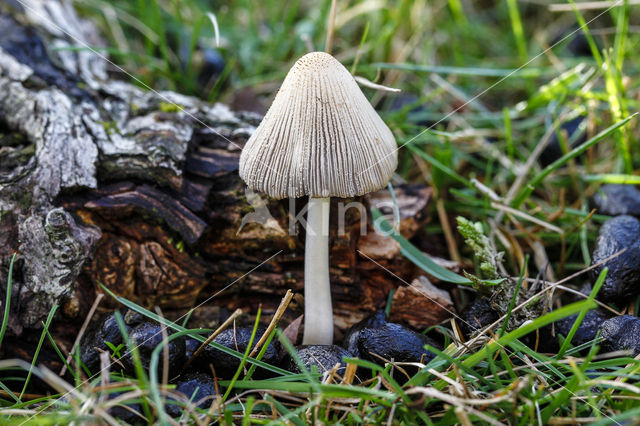 Zeeduininktzwam (Coprinus ammophilae)