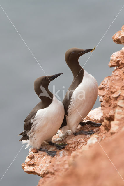 Guillemot