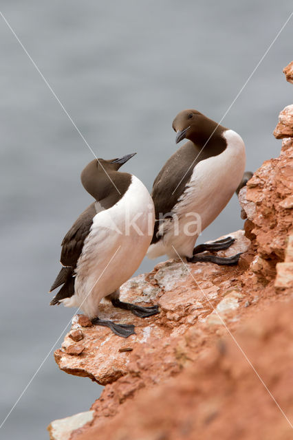 Guillemot