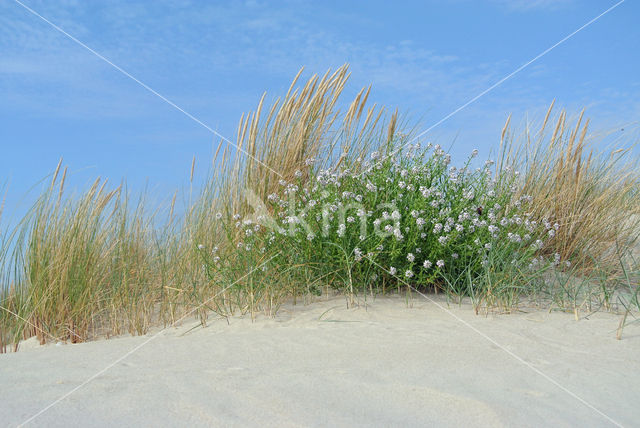 Sea Rocket (Cakile maritima)