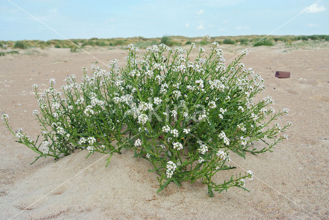 Zeeraket (Cakile maritima)