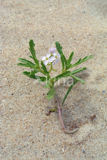 Zeeraket (Cakile maritima)