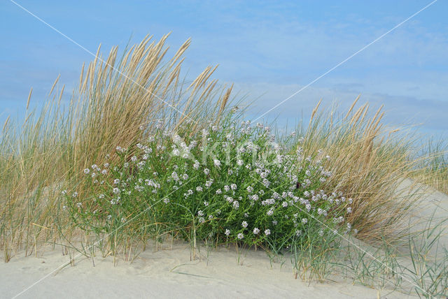 Sea Rocket (Cakile maritima)