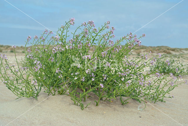 Zeeraket (Cakile maritima)