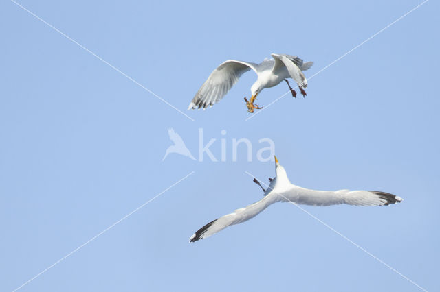 Zilvermeeuw (Larus argentatus)