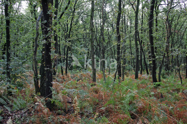 Zomereik (Quercus robur)