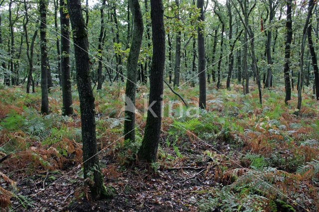 Zomereik (Quercus robur)