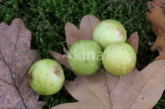 Zomereik (Quercus robur)