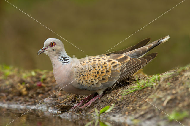 Zomertortel (Streptopelia turtur)