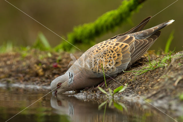 Zomertortel (Streptopelia turtur)