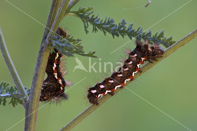 Knot Grass (Acronicta rumicis)