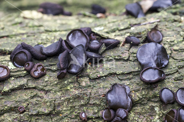 Black jelly drops (Bulgaria inquinans)