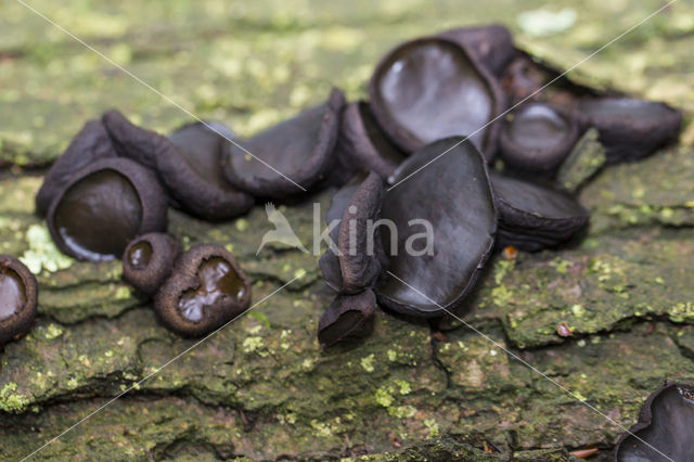 Black jelly drops (Bulgaria inquinans)