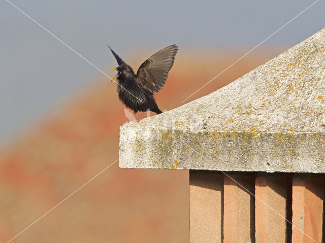 Zwarte Spreeuw (Sturnus unicolor)