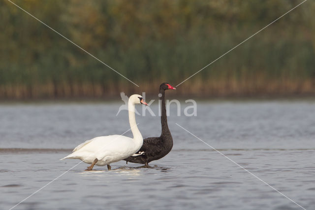 Black swan (Cygnus atratus)