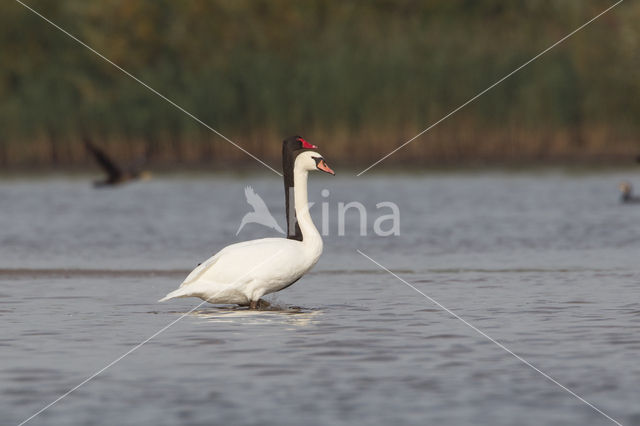 Black swan (Cygnus atratus)