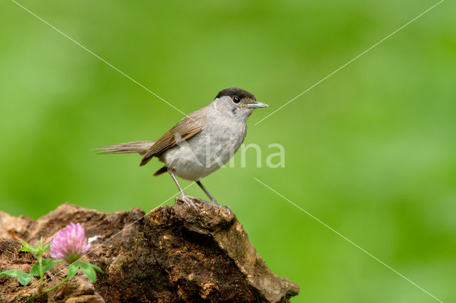 Blackcap (Sylvia atricapilla)