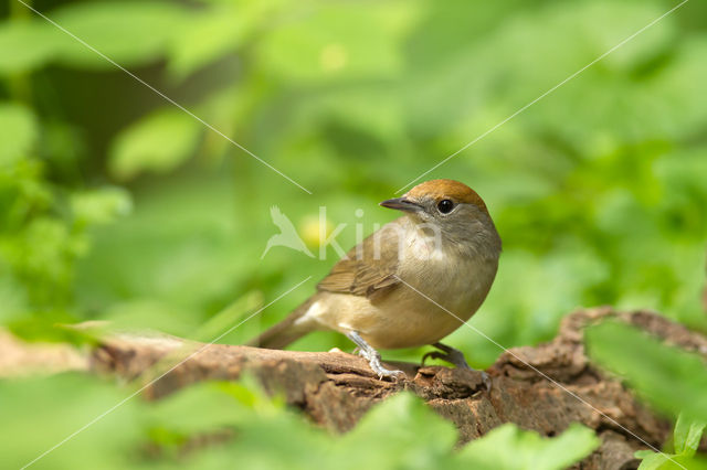 Blackcap (Sylvia atricapilla)