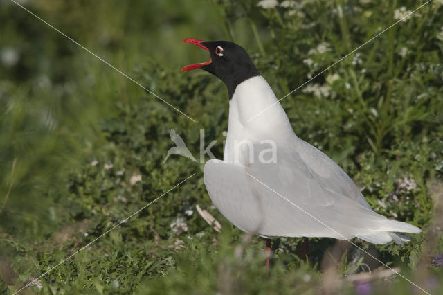 Mediterranean Gull (Larus melanocephalus)