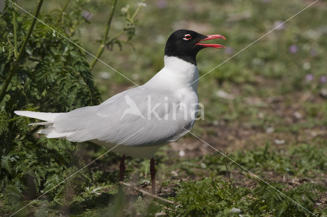 Mediterranean Gull (Larus melanocephalus)