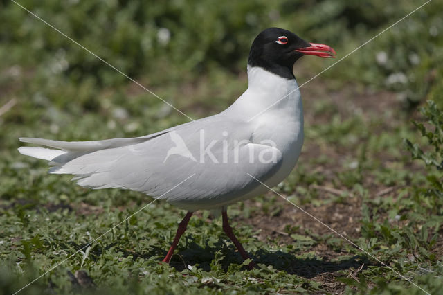 Zwartkopmeeuw (Larus melanocephalus)