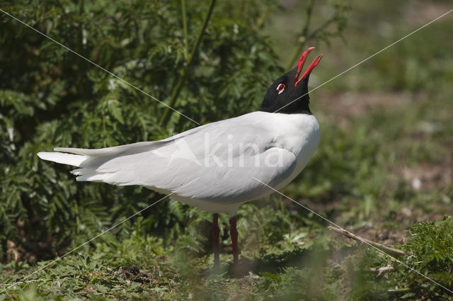 Zwartkopmeeuw (Larus melanocephalus)