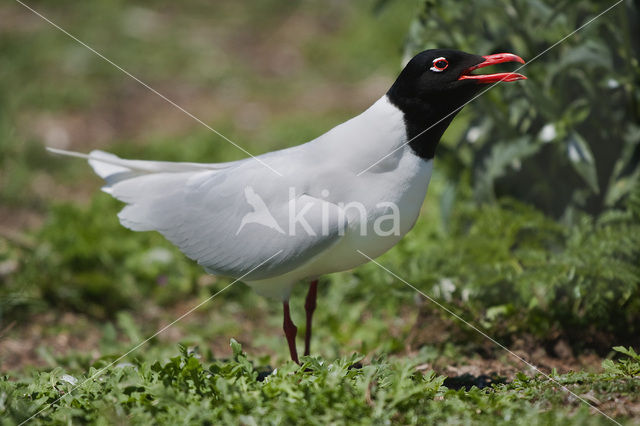 Zwartkopmeeuw (Larus melanocephalus)