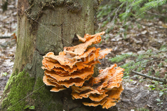 Zwavelzwam (Laetiporus sulphureus)