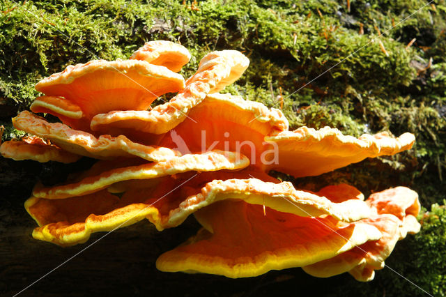 Zwavelzwam (Laetiporus sulphureus)