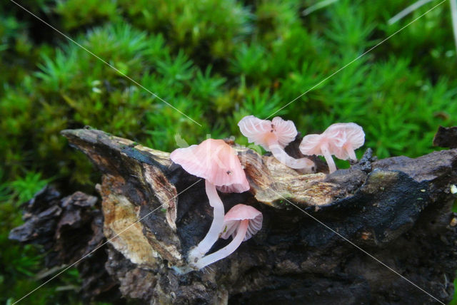 Scarlet bonnet (Mycena adonis)