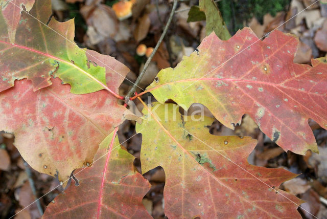 Red Oak (Quercus rubra)