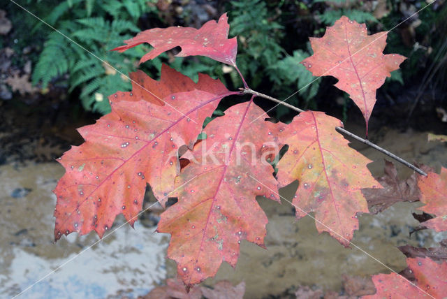 Red Oak (Quercus rubra)