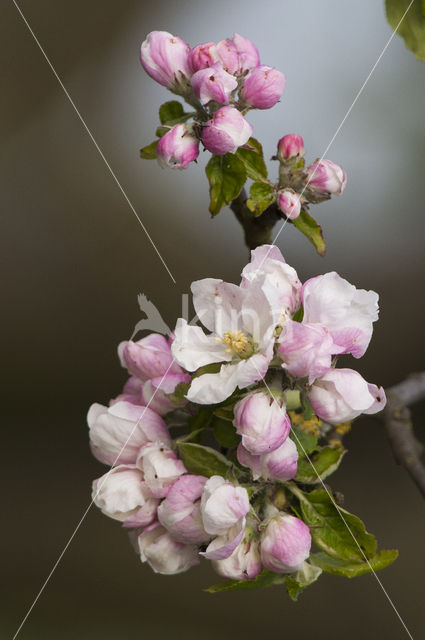 Apple tree (Malus spec.)