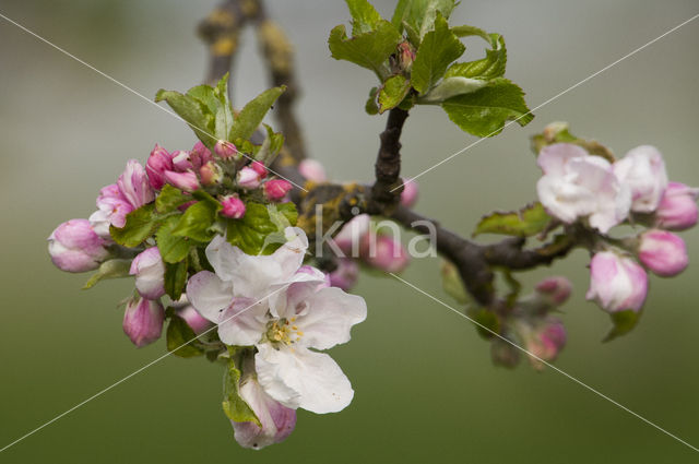 Apple tree (Malus spec.)