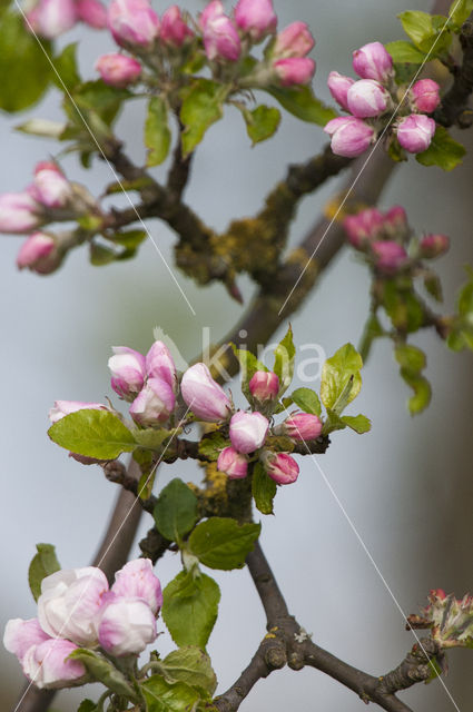 Apple tree (Malus spec.)