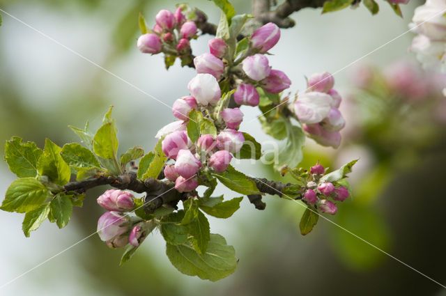 Apple tree (Malus spec.)