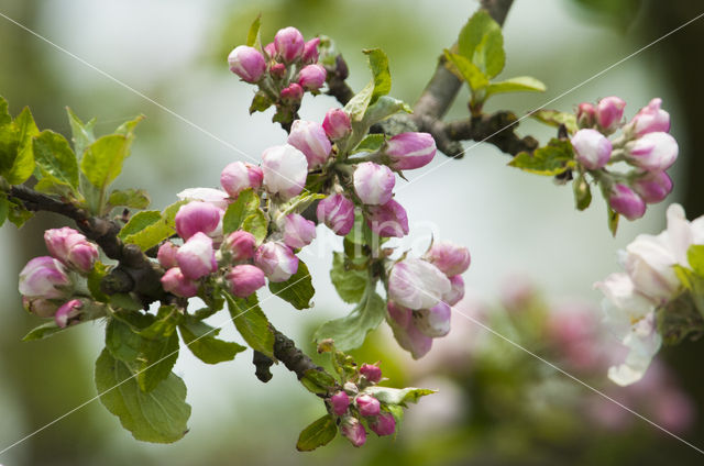 Apple tree (Malus spec.)