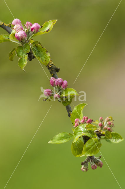 Apple tree (Malus spec.)