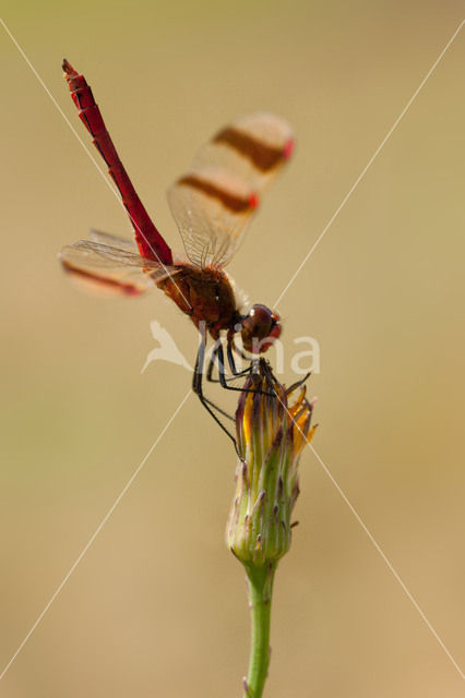 Bandheidelibel (Sympetrum pedemontanum)