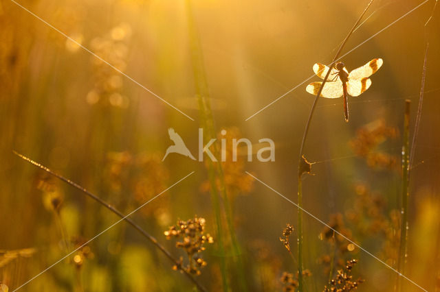 band-winged dragonfly (Sympetrum pedemontanum)
