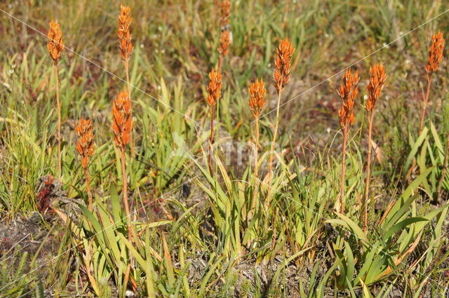 Bog Asphodel (Narthecium ossifragum)